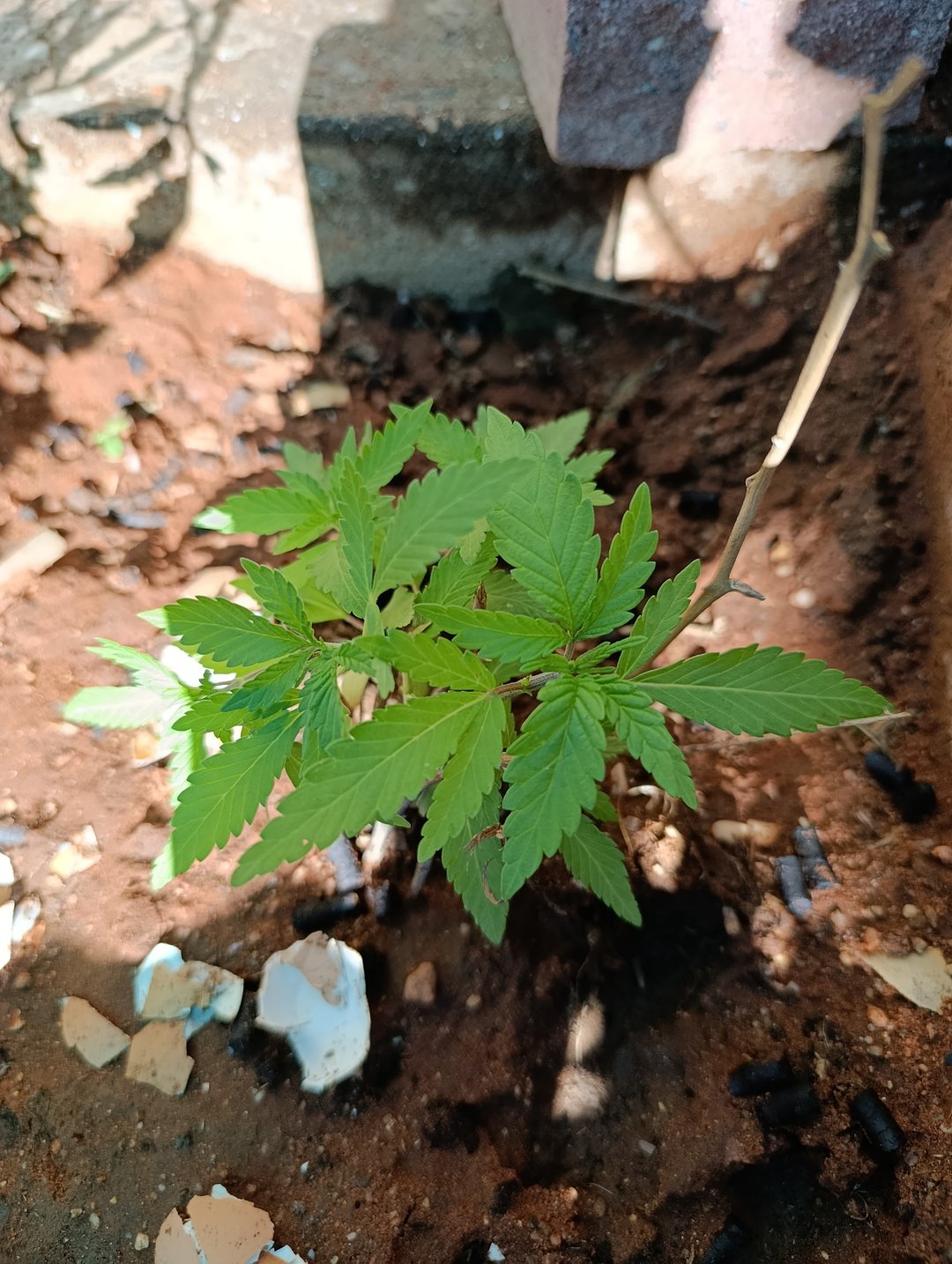 White Widow/Gorilla Glue