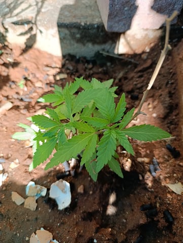White Widow/Gorilla Glue — vegetative, day 1