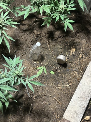 Fast Buds Auto  — seedling_rooting, day 7