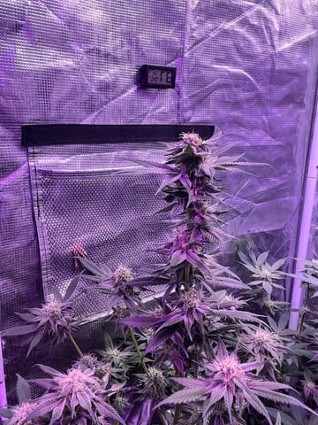 cherry pie clone 
