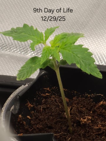 Dos Si Dos. Indica — seedling_rooting, day 6