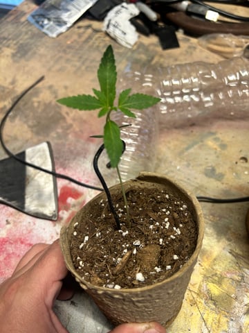 First ever grow — seedling_rooting, day 19