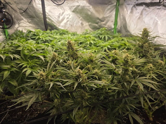 Hazy Daze — flower, day 58