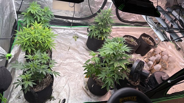 4’x8’ Grow1 — flower, day 71