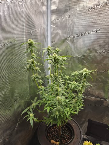 1st Grow — flower, day 114