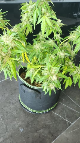 Royal Highness — flower, day 143