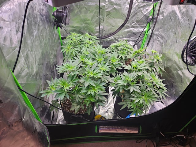 1st Grow — flower, day 15