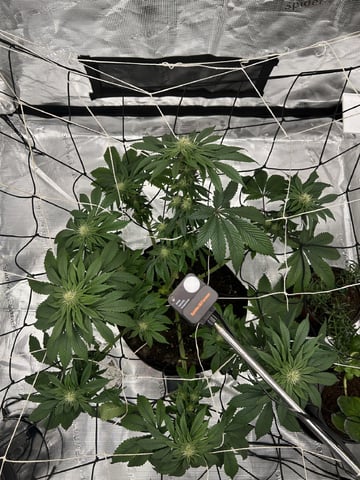 2025-26 harvest INDOOR — flower, day 110