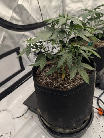 Guava, Guava, Gelato  — vegetative, day 26
