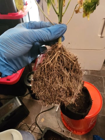 HE1E we GROW  — vegetative, day 69