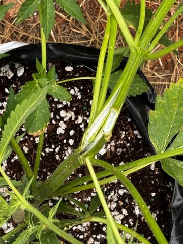 Autoflowers — flower, day 36