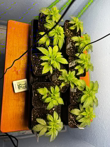 Mixed Freebies — seedling_rooting, day 21