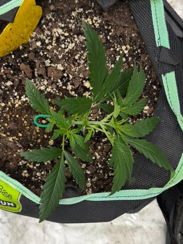 Indoor & Outdoor Grow 6 — vegetative, day 21