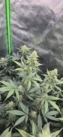 SGC And GWS Clones — flower, day 32