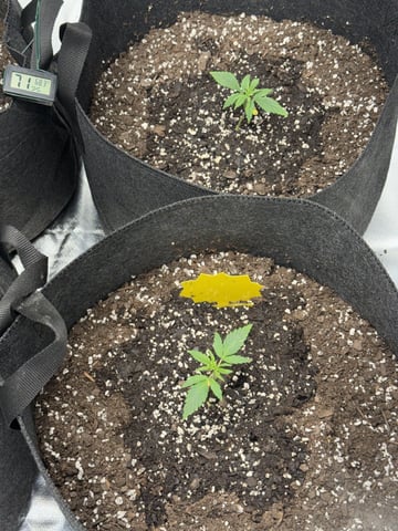 Grow #2 — vegetative, day 28