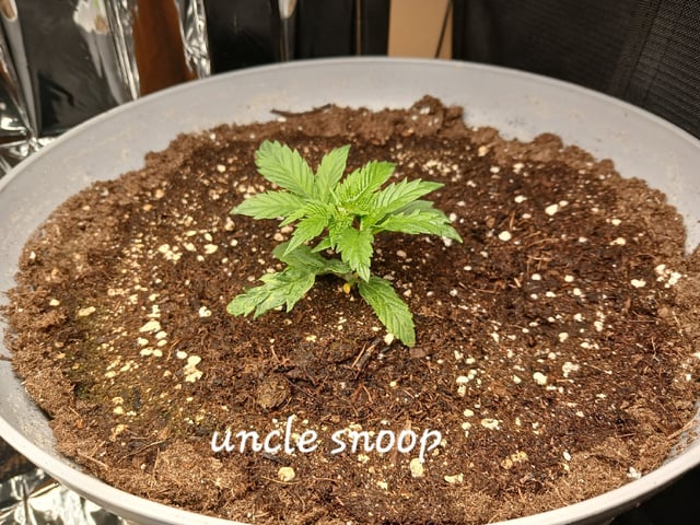 Christmas Stash  — seedling_rooting, day 3