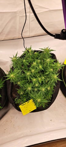 First Grow with the new setup  — auto, day 50