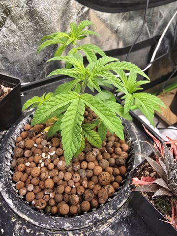 Dr. Sleep — vegetative, day 71