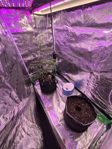 Kalini Asia Auto  — flower, day 19
