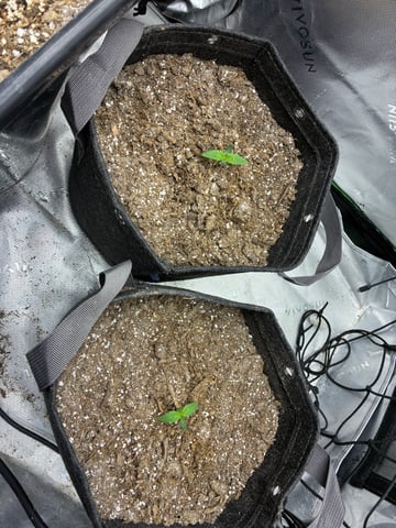 Jelly Donutz Auto And Pineapple OG Auto — seedling_rooting, day 13