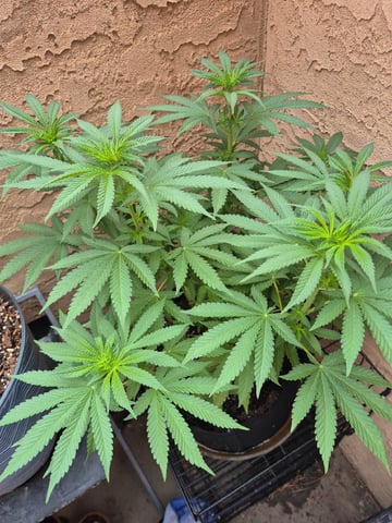 skunk Burger  — vegetative, day 58