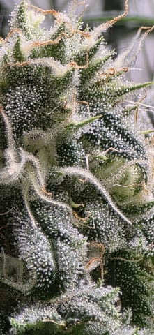 strawberry guava bx — flower, day 9