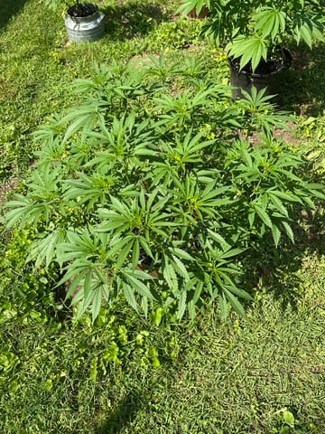 2026 Outdoor — vegetative, day 74