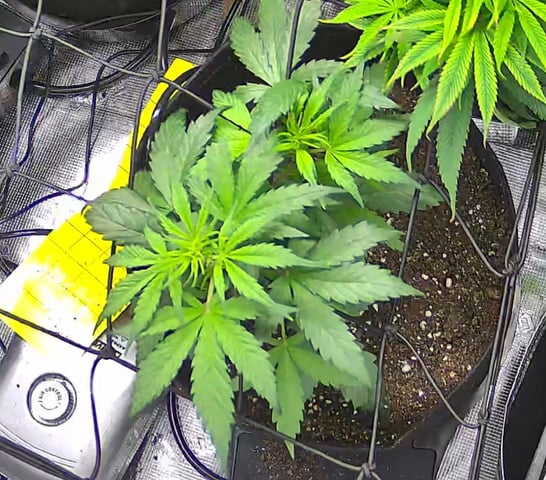 Vanna's Vanilla — vegetative, day 33