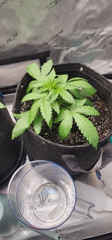 FastBuds Trainwreck Auto — vegetative, day 26