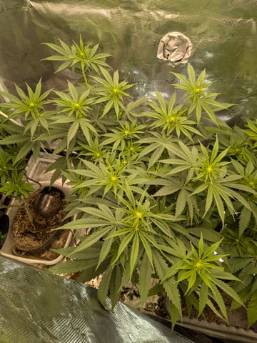 1st grow continued  — flower, day 73