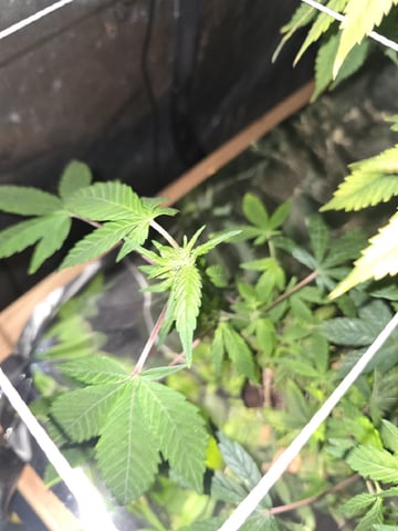 Glookies by Barneys Farm — flower, day 55