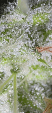 OG Kush — flower, day 138