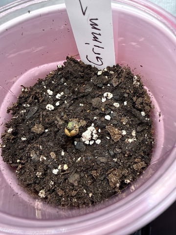Grim Truffes — seedling_rooting, day 2