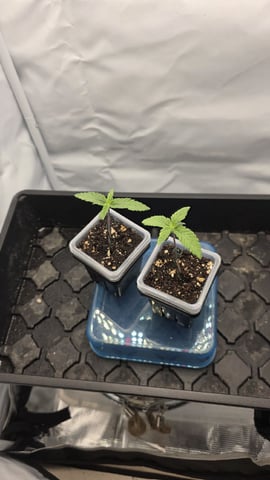 Strawberry Sugar  — seedling_rooting, day 10