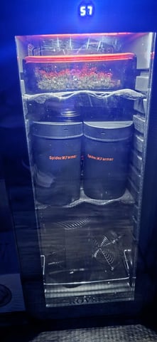 Ace Killer OG — harvest, day 98