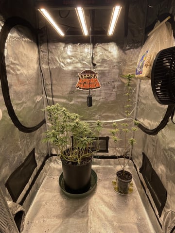  sour diesel  — flower, day 117