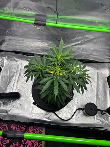 Fall 2025 Grow — vegetative, day 31