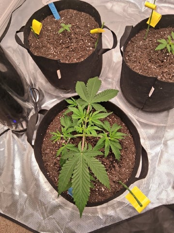 Seedman mix auto & seedman mix auto & GodFather OG — vegetative, day 25