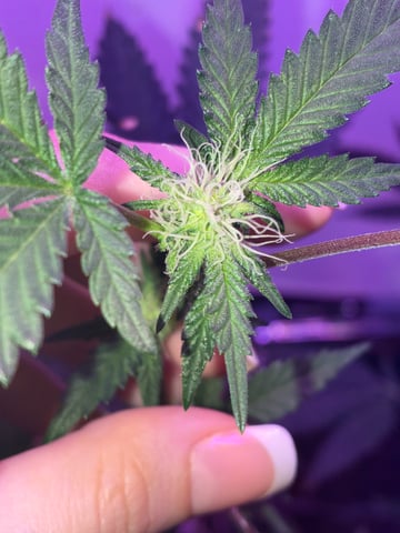 White Widow & Skittlez — flower, day 23