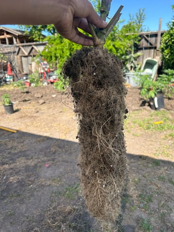 2025-26 harvest INDOOR