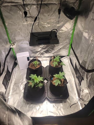 oreo blizzard — vegetative, day 1