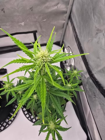 Dream beans burnt garlic — flower, day 35