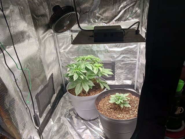 Gorilla Sherbert Feminized From Blimburn Seeds  — vegetative, day 25