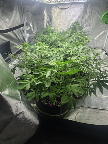3rd Auto Grow — flower, day 57