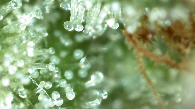 b45 and White widow  — flower, day 9