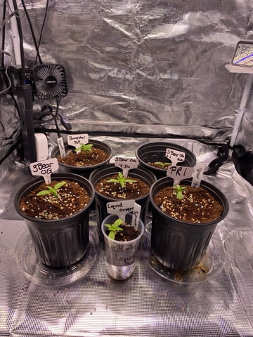 LiLBruh Cannabis — grow_setup, day 1