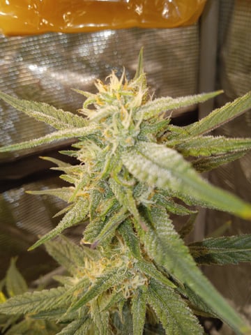 Blueberry critical kush x purple peyote wifi  and one L.a kush cake . — flower, day 60