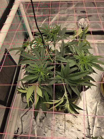 Granny Candy and PLCG — vegetative, day 64