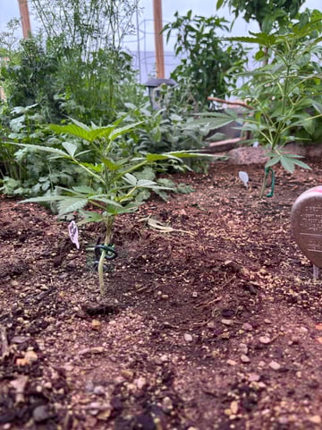 3 seeds  — vegetative, day 46