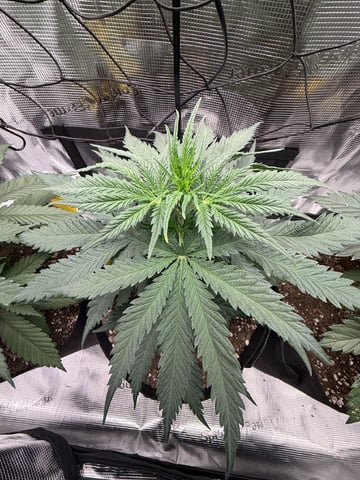 My First Grow